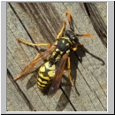 Polistes dominula - Haus-Feldwespe m05.jpg